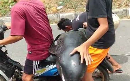 Viral Video Warga Bima Boncengkan Paus Kepala Melon Naik Motor, BPSPL Denpasar Lakukan Penelusuran