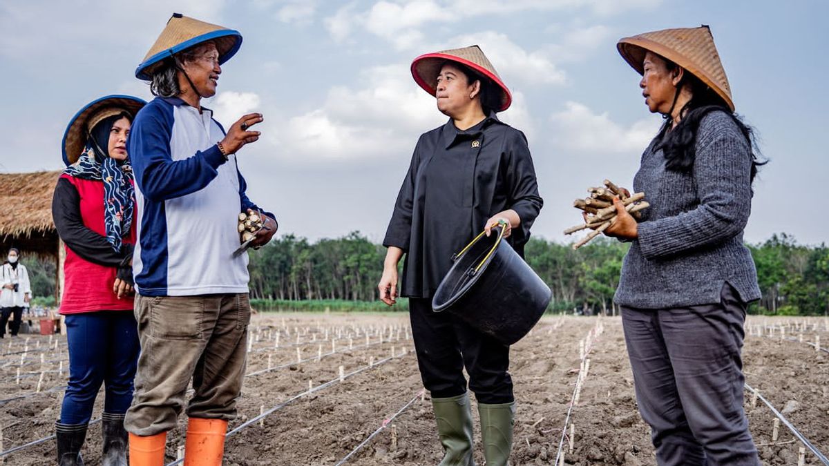 In Tulang Bawang, Mrs. Participates In Planting Cassava With Farmers: It Looks Easy, It's Not