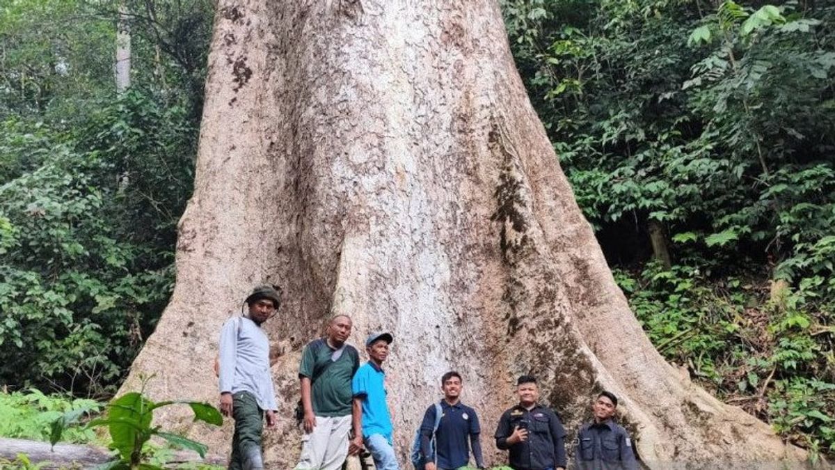 世界最大の木の一つはインドネシアにあります ここに情報があります