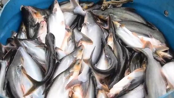 2 Menu Olahan Ikan Patin yang Bisa Disajikan untuk Anak-anak dan Orang Dewasa