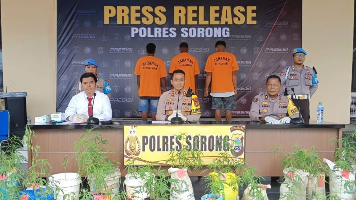 Police Arrest 3 Planters Of 44 Cannabis Trees In Sorong From Video Footage Of Suspect's Cellphone Curas