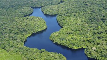 Facebook dalam Perdagangan Hutan Ilegal di Amazon