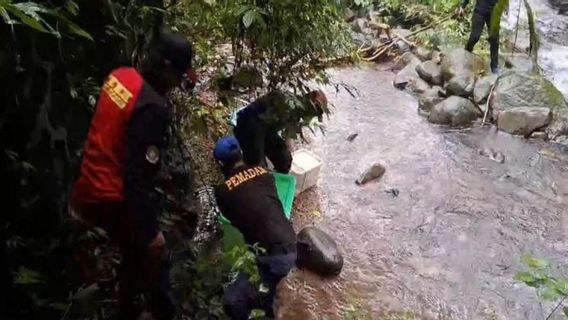 Damkarmat Pekalongan libère 10 serpents Sanca dans la forêt protégée