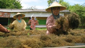 La Demande De La Chine Augmente, Les Exportations D’algues Indonésiennes Augmentent Au Milieu De La Pandémie