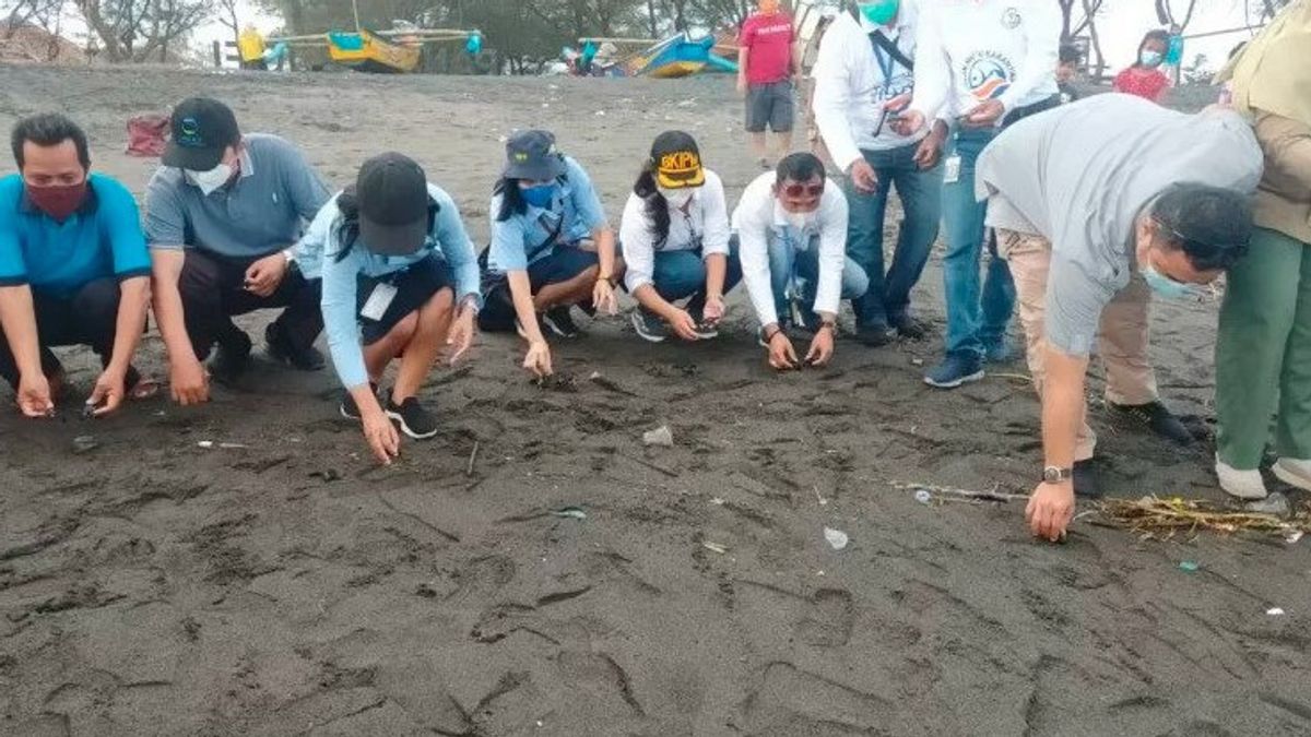 Info Kulon Progo: Puluhan Tukik Lekang Dirilis di Pantai Bugel 