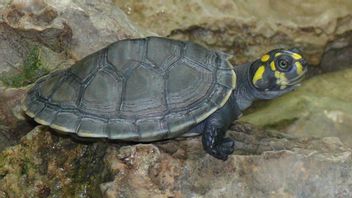 Thousands Of Amazon River Baby Turtles Released In Peruvian Forests