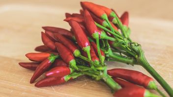 Save Expenditures, Here Are 4 Practical Tips For Growing Chili At Home