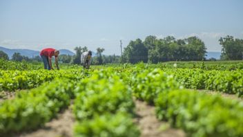 Types Of Agricultural Waste That Can Be Used As Polutan And Factors For The Cause