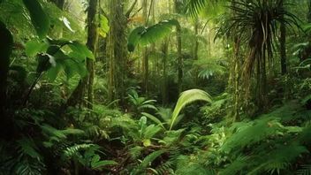 熱帯雨林の生態系:その特徴、構造、生物多様性を認識する