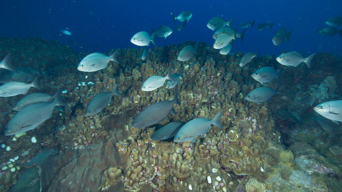 Tiongkok Tuding Kapal Perang Filipina Merusak Ekosistem Terumbu Karang di Laut China Selatan