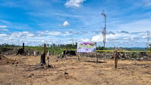 Lawan Perusakan Habitat, Kemenhut Ambil Langkah Jaga Gajah Sumatera di Seblat Bengkulu