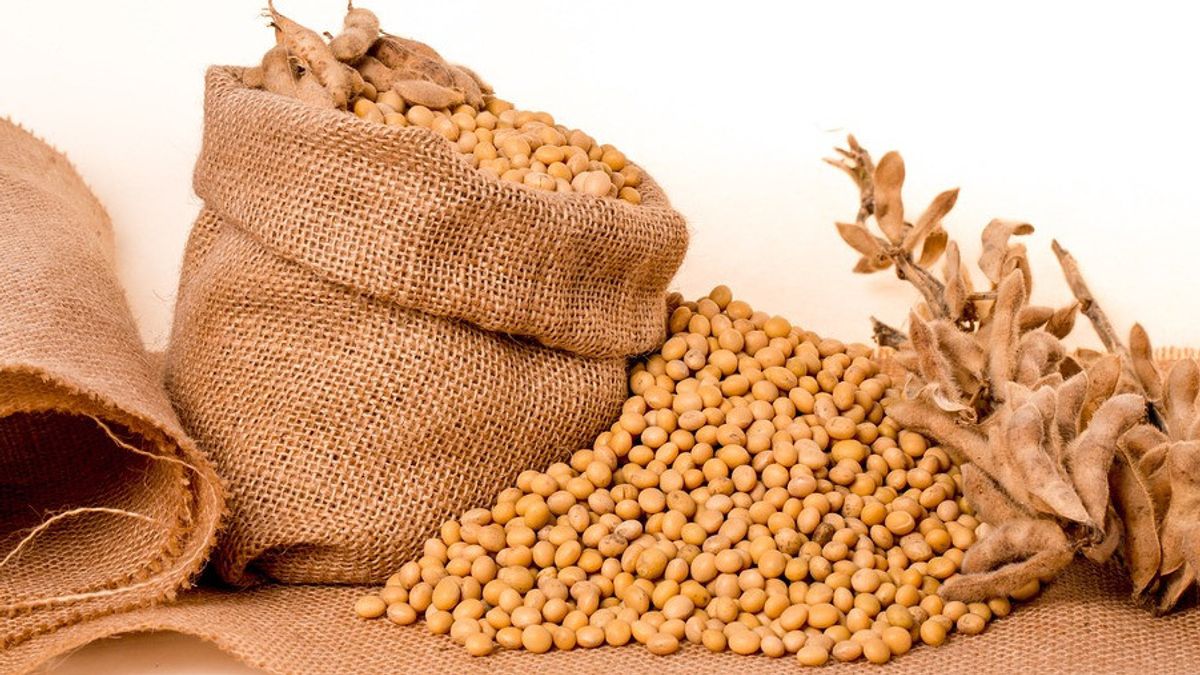 Gakoptindo: Safe Soybean Stock, But Prices Are Still High