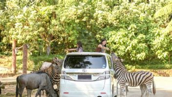 Itinéraire Puncak Impair-pair Entraînant Une Réduction Des Visites Au Safari Park