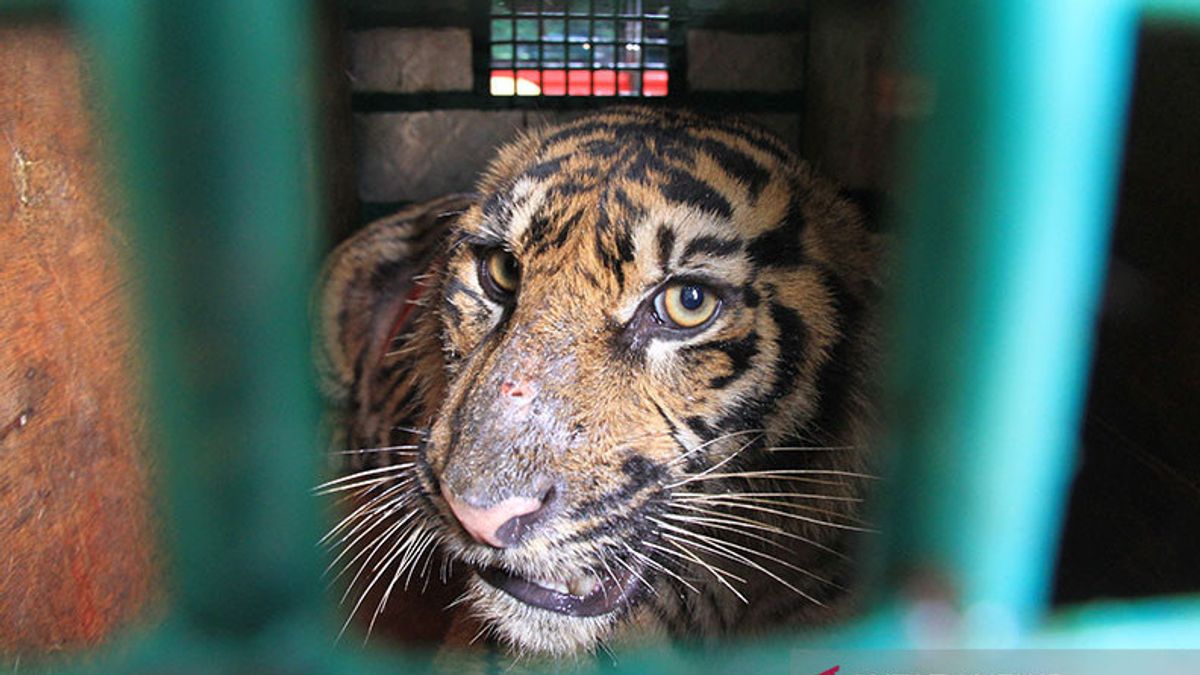 Teenager In Riau Dies Without A Head, BKSDA Asks For Divisum To Make Sure The Tiger Was Pounced On Or Not