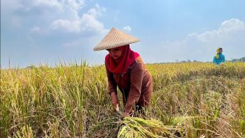 Realiser la sécurité alimentaire, la Commission IV de la DPR propose un budget d'impression de rizières pour acheter des terres agricoles productives