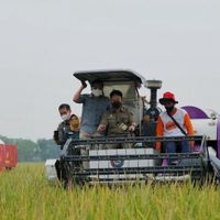 琼邦农民可以笑，政府将吸收2.5万吨粮食