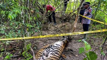 Dua Harimau Sumatra Mati di Aceh Timur, LSGK Minta Polisi Tangkap Pelaku