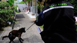 PDHI Bali Corrects Euthanasia Is Not The Origin Of Illegal Dog Elimination