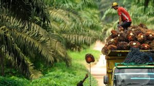 Indonesia Has A Strategic Role In Supporting Global Food And Energy Availability Through Palm Oil