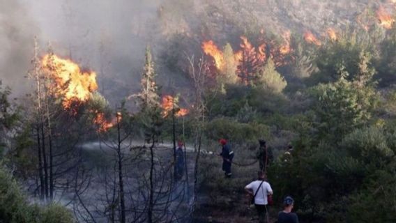 350 Hektare Lahan di Taman Nasional Way Kambas Terbakar