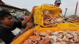 Pemprov Lampung Sebut Ancaman Pencemaran Laut Pengaruhi Habitat Rajungan