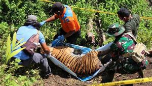    Harimau Mati di Gampong Bukit Meueh Aceh Selatan, 19 Orang Diperiksa Polisi