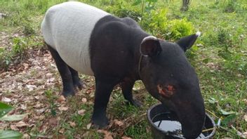 Tapirs Found By Inhil Residents In Weak Conditions Fall In Trench Waiting For Evacuation From BKSDA