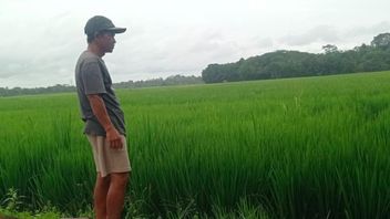 Curah Hujan Tinggi, Petani Lebak Waspadai Banjir dan Serangan Hama