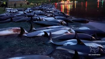 再次，数十只海豚在法罗群岛被记录屠杀后死亡