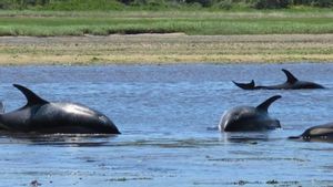 数百只海豚搁浅在马萨诸塞州贝伦布尔海滩,救援队与时间赛跑