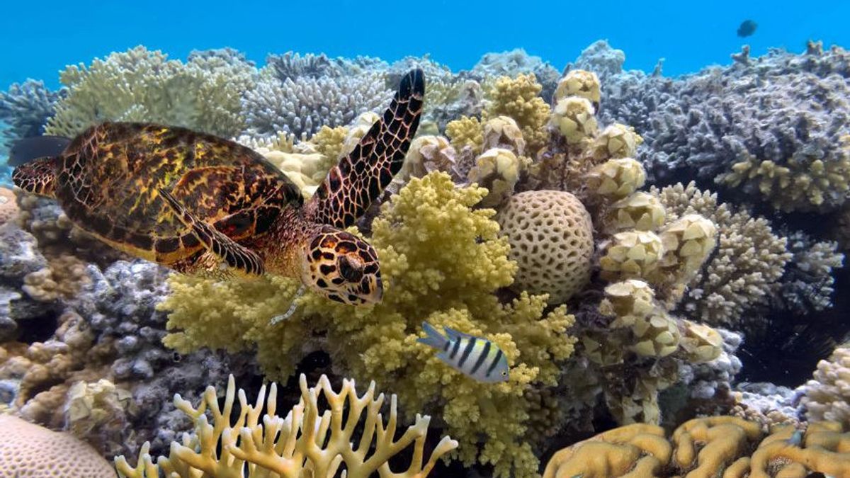 联合国教科文组织承认,澳大利亚拥有的大障壁礁在今天(2021年6月22日)的记忆中受到危害的威胁