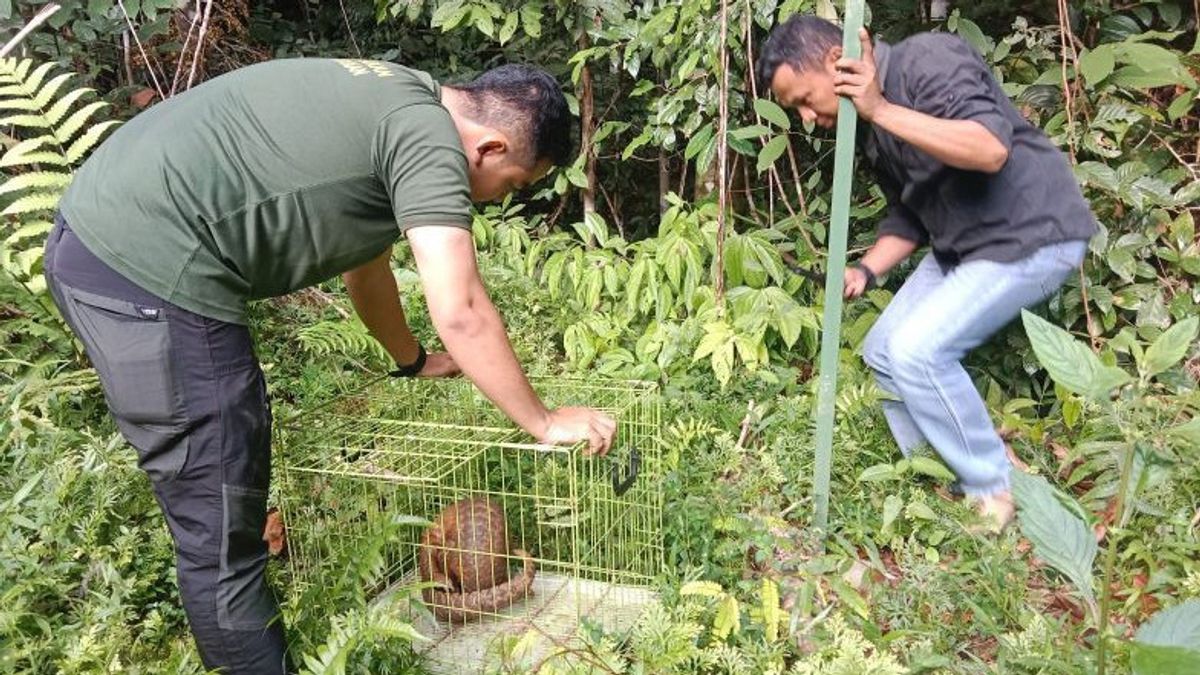 West Sumatra BKSDA Releases Pangolins Into Conservation Forests In Agam