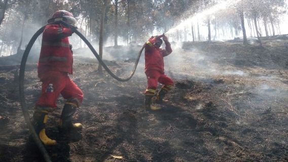 Ratusan Hektare Terbakar, Tim Gabungan Berjuang Jinakkan Api di Riau