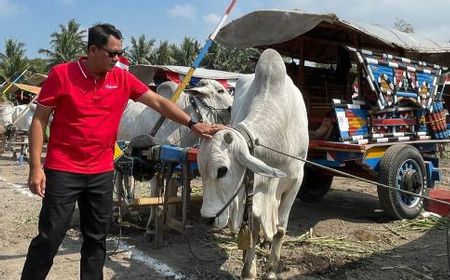 Meriah, Festival Gerobak Sapi Hibur Warga Sleman