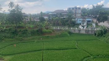 Cianjurの農家は乾季を避けるためにより早く米を植えるように求められます