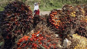 Indonesia Dinilai Harus Maksimalkan Nilai Tambah Hilirisasi Kelapa Sawit