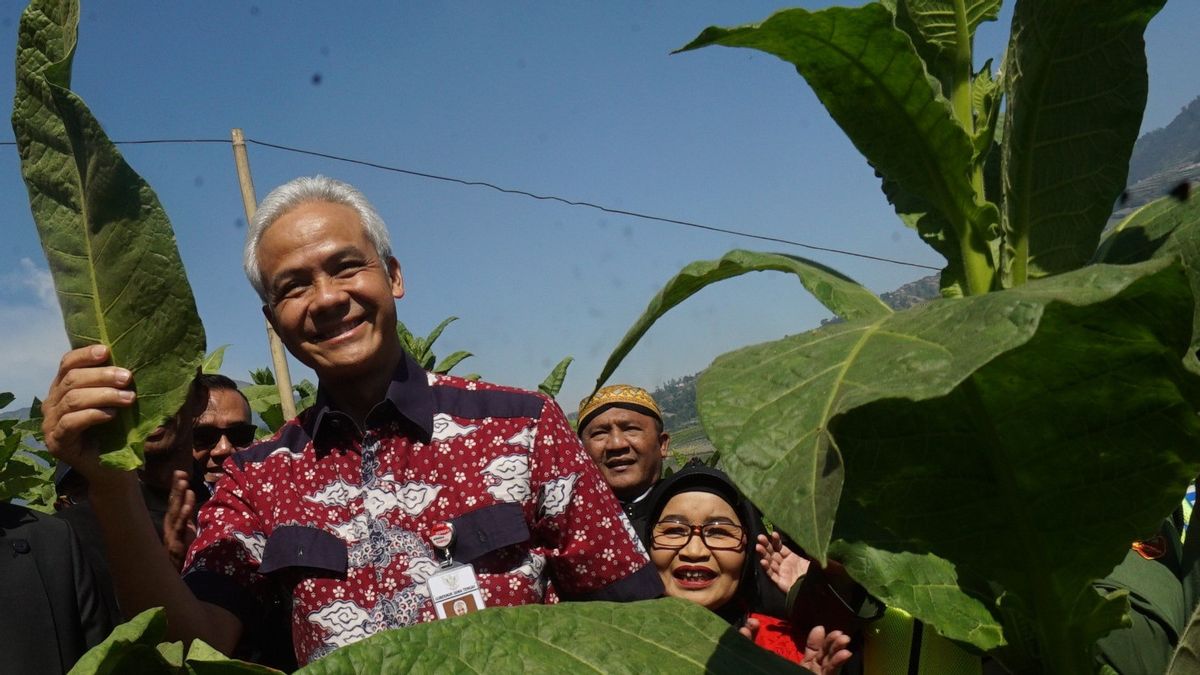 Ganjar Minta ke Pabrikan, Tembakau Petani Lokal Harus Diprioritaskan!