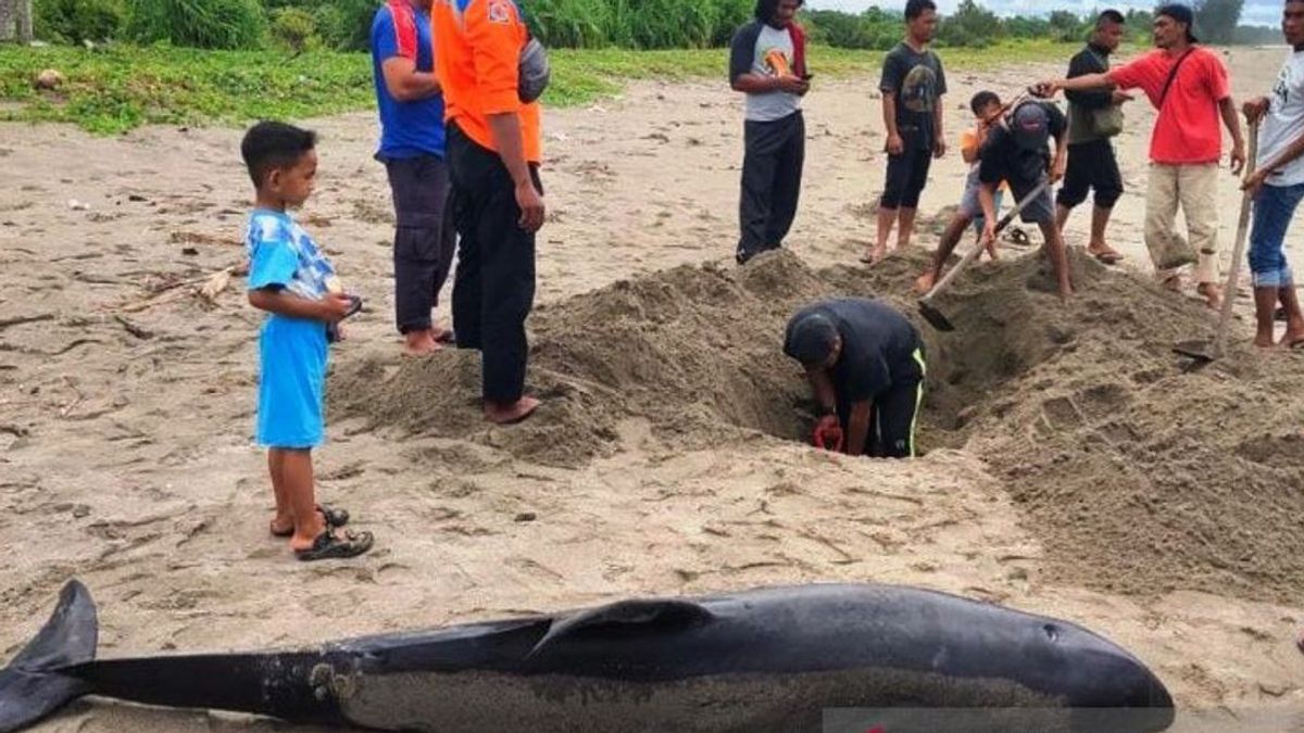 Ditemukan Lumba-Lumba Mati di Pantai Aceh Selatan Akibat Terdampar