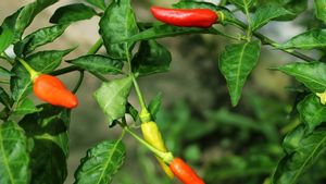Getting To Know The Types Of Pests In Chili Plants And How To Control Them