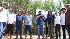 PTPN I Supports Sugar Self-Sufficiency With A Target Production Of 8 Tons Per Hectare