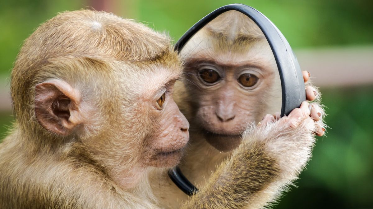 香港报告了第一例因与猴接触而感染的B病毒病例