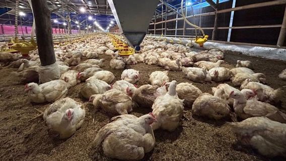 Harga Ayam Anjlok, Kementerian Pertanian Intervensi Pasar dan Perketat Aturan RPHU