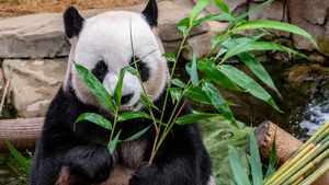 ロリポップにタバコを投げるとくしゃみ、12人の観光客が一生中国のパンダ飼育下に来ることを禁じられています