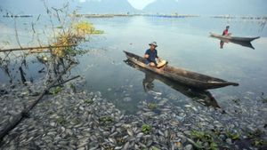Kematian 1.705 Ton Ikan di Danau Maninjau Agam Sumbar Munculkan Polusi Udara