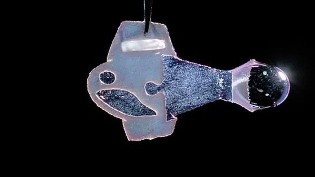 研究人员从人类心脏细胞中创造机器鱼，突破人工心脏打印