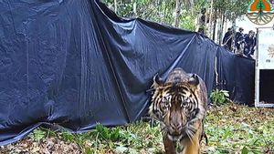Harimau Sumatera yang Sempat Konflik dengan Warga di Siak Sudah Dilepasliarkan Lagi