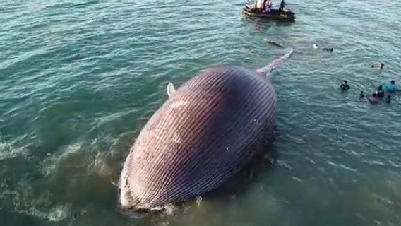 Seekor Paus Biru Terdampar dan Mati di Pesisir Pantai Kupang