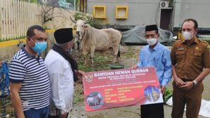 Presiden Jokowi Sumbang Sapi Kurban Berbobot 900 kg untuk Warga Maluku