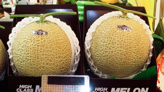 Not Just Nurturing And Flushing, Japanese Muskmelons Also Need Classical Music To Get Massages