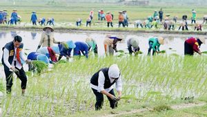 Bapanas: Pemerintah Fokus Beri Dukungan ke Petani Lokal